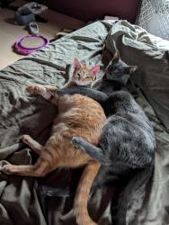 Reunited Male Cat last seen N Whitehall Rd & Sterigere St, Norristown, PA 19403
