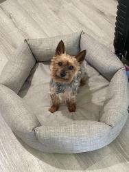 Lost Male Dog last seen Oregon Ave and midway st, Bellflower, CA 90706