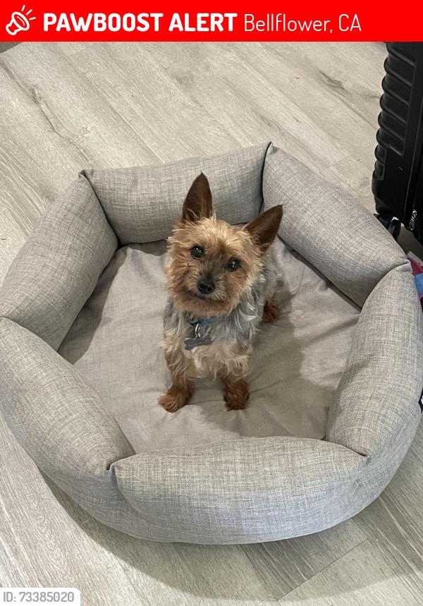 Lost Male Dog last seen Oregon Ave and midway st, Bellflower, CA 90706