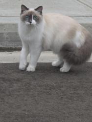 Found/Stray Unknown Cat last seen Blackthorn St cul de sac, Irvine, CA 92606