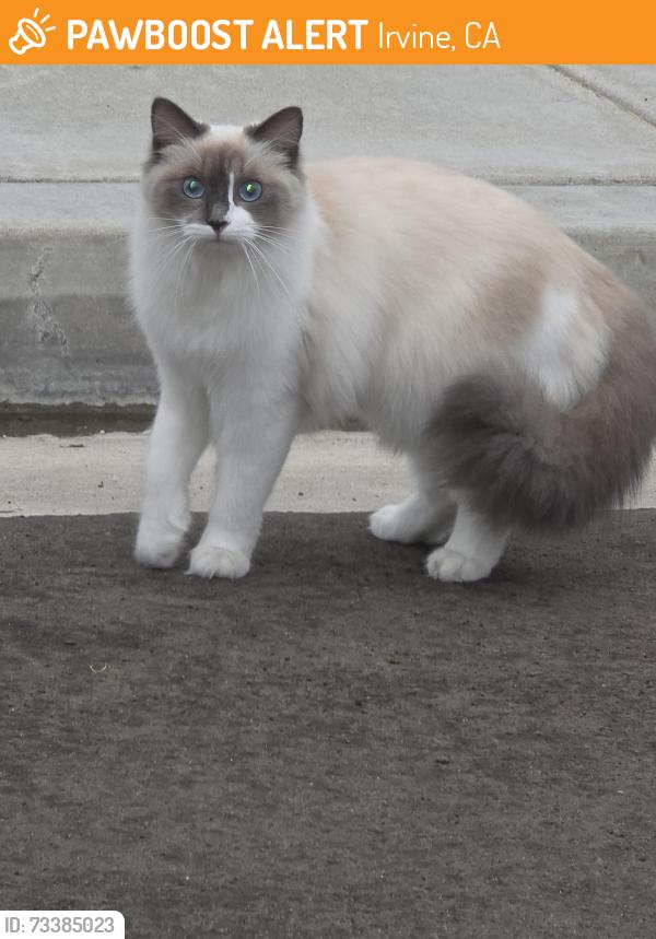 Found/Stray Unknown Cat last seen Blackthorn St cul de sac, Irvine, CA 92606