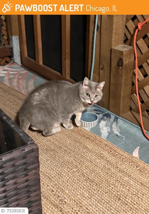 Found/Stray Unknown Cat last seen Chicago Gage park, Chicago, IL 60629