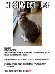 Lost Female Cat last seen Pepper Mill St. & Clearcreek Ct, Moorpark, CA 93021