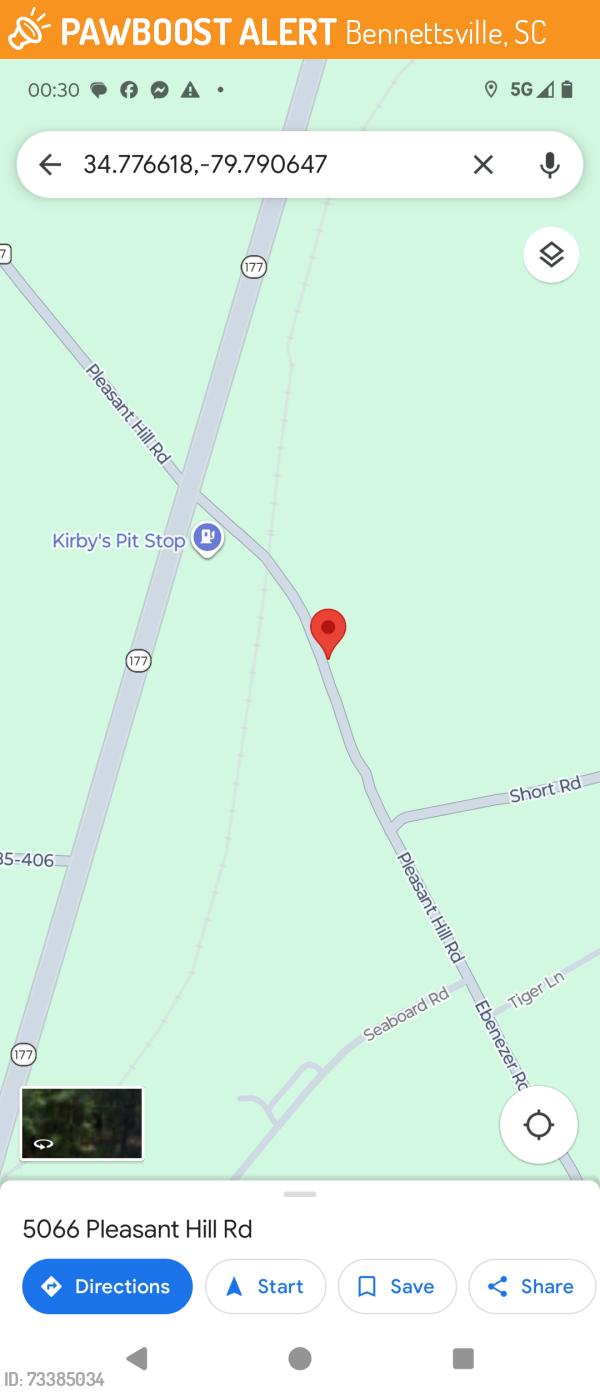 Found/Stray Female Dog last seen Btwn RR Tracks & Short Rd, Bennettsville, SC 29512