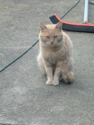 Reunited Male Cat last seen Alta Mesa Dr and Cuesta, South San Francisco, CA 94080
