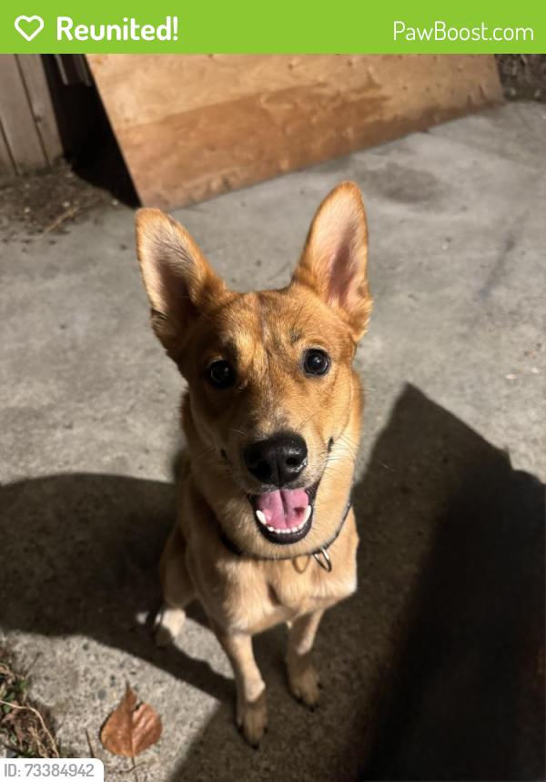 Reunited Male Dog last seen Mcloughlin and Z street, Vancouver, WA 98661