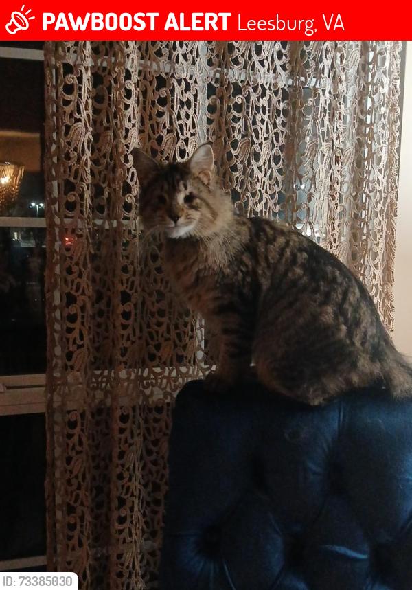 Lost Female Cat last seen Sycamore Hill Dr and Ft. Evan’s Rd, Leesburg, VA 20176