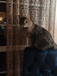 Lost Female Cat last seen Sycamore Hill Dr and Ft. Evan’s Rd, Leesburg, VA 20176