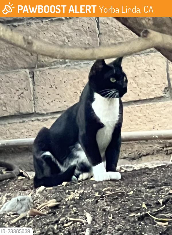 Found/Stray Unknown Cat last seen Fairmont & Village center dr, Yorba Linda, CA 92886