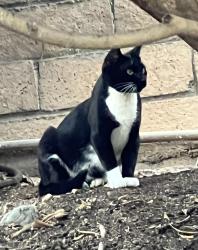 Found/Stray Unknown Cat last seen Fairmont & Village center dr, Yorba Linda, CA 92886