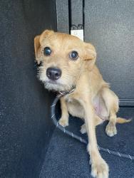 Shelter Stray Female Dog last seen Near BLK W. ANAHEIM LONG BEACH CA 90813, 7700 E Spring St, Long Beach, CA 90815, USA