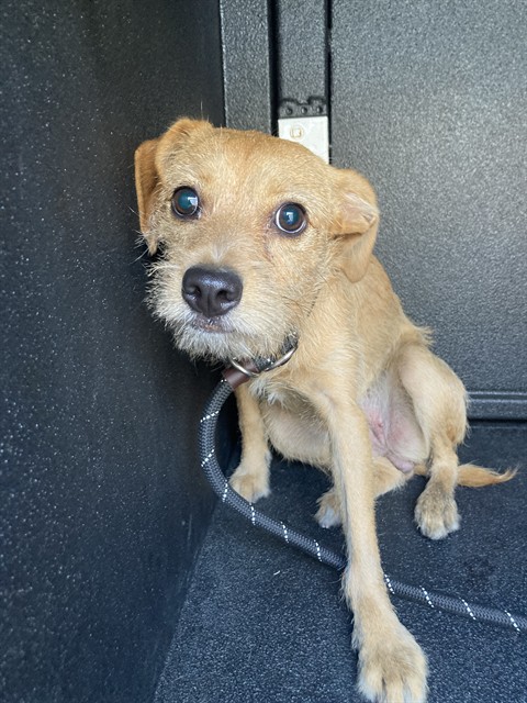 Shelter Stray Female Dog last seen Near BLK W. ANAHEIM LONG BEACH CA 90813, 7700 E Spring St, Long Beach, CA 90815, USA