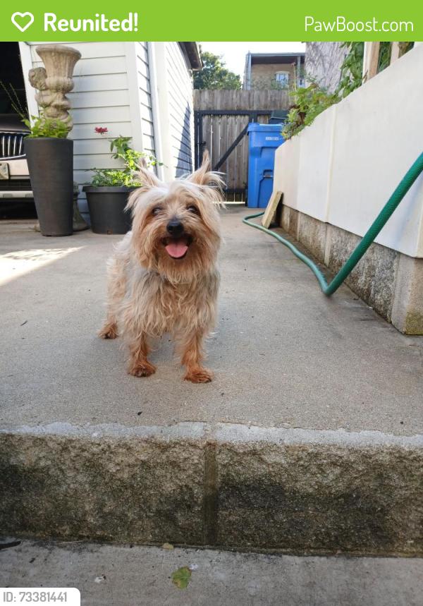 Reunited Male Dog last seen Albany ave and Bloomingdale, Chicago, IL 60647