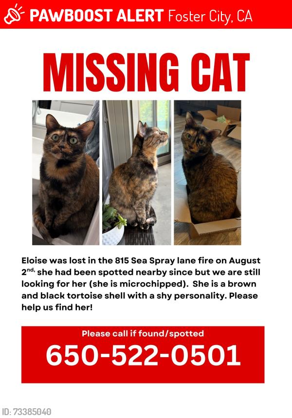 Lost Female Cat last seen Nearby the 815 cndmnium building that caught fire, Foster City, CA 94404