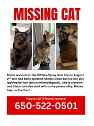 Lost Female Cat last seen Nearby the 815 cndmnium building that caught fire, Foster City, CA 94404