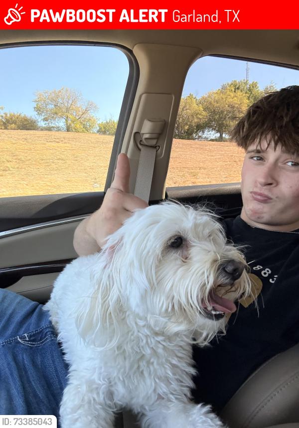Lost Male Dog last seen Jupiter Collins and. Galaxie, Garland, TX 75044