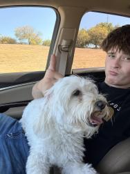 Lost Male Dog last seen Jupiter Collins and. Galaxie, Garland, TX 75044