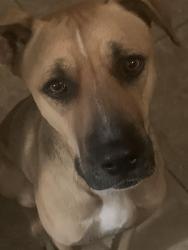 Lost Male Dog last seen 89th dr, Phoenix, AZ 85037