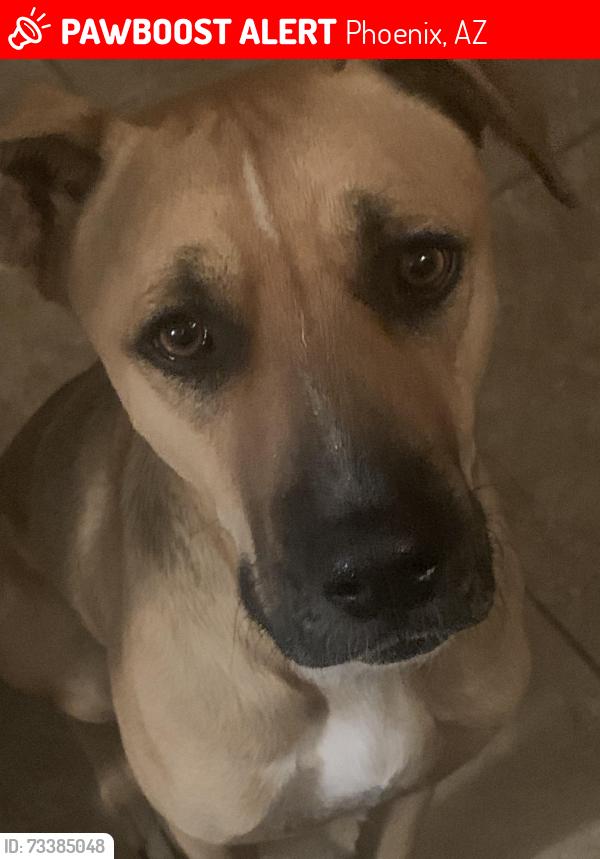 Lost Male Dog last seen 89th dr, Phoenix, AZ 85037