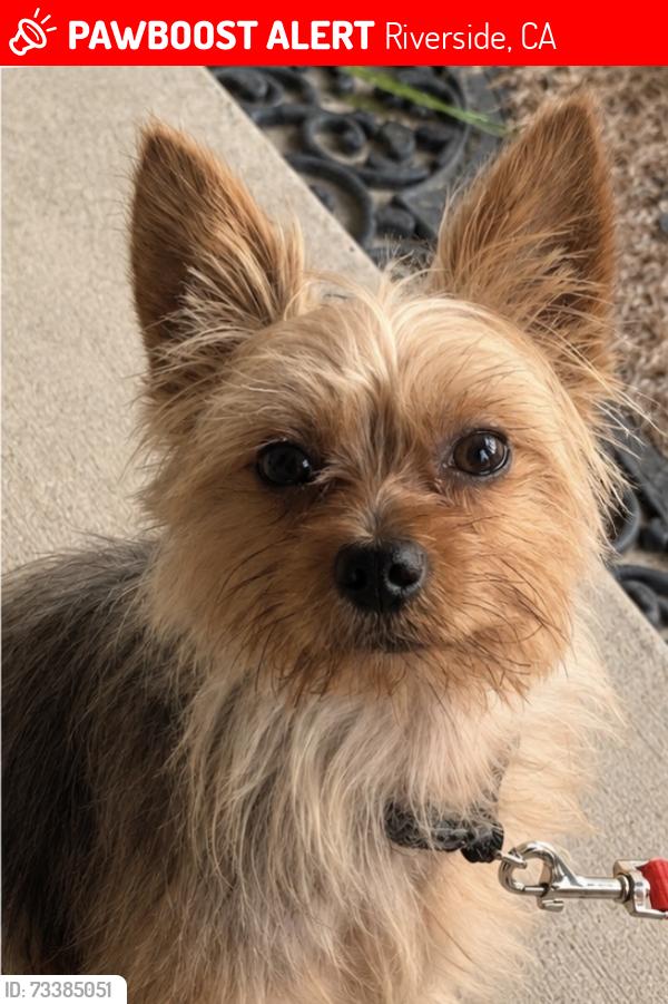 Lost Male Dog last seen Indiana and McKinley, Riverside, CA 92503