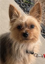 Lost Male Dog last seen Indiana and McKinley, Riverside, CA 92503