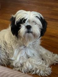 Lost Female Dog last seen Mesa st riverside ca 92597, Riverside, CA 92507