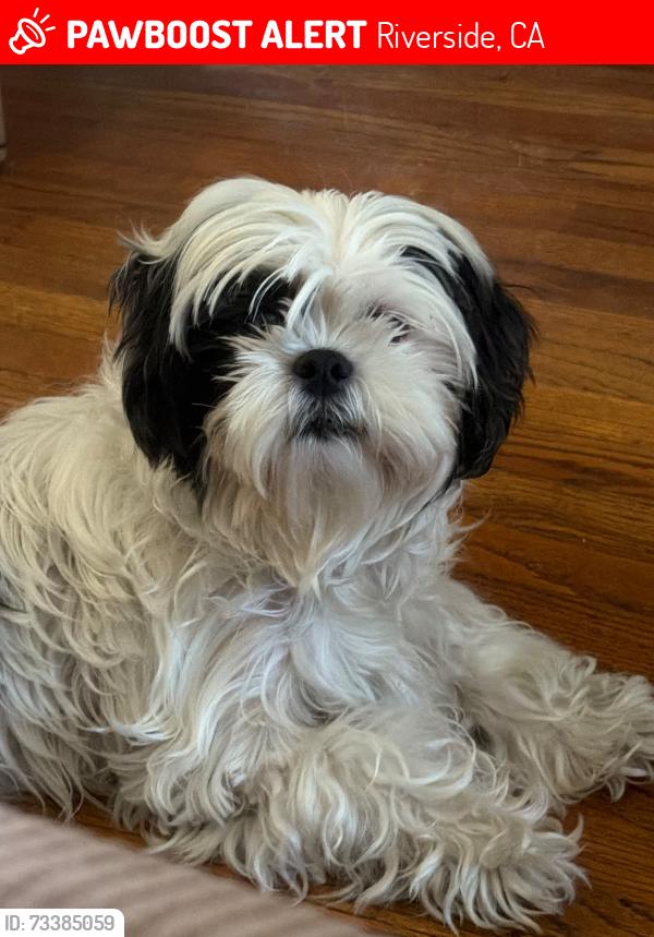 Lost Female Dog last seen Mesa st riverside ca 92597, Riverside, CA 92507