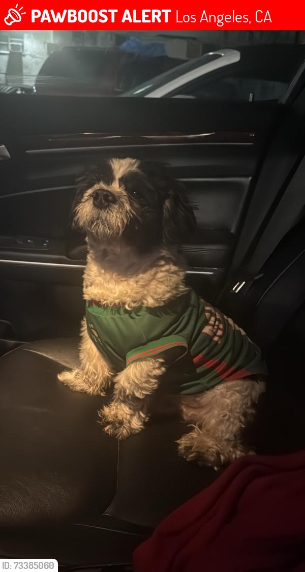 Lost Male Dog last seen Near South Burlington Ave, Los Angeles, CA 90057