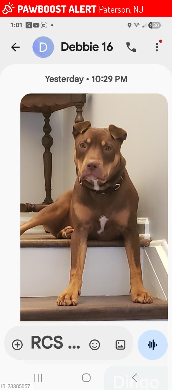 Lost Male Dog last seen New street, Paterson, NJ 07501