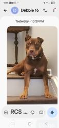 Lost Male Dog last seen New street, Paterson, NJ 07501