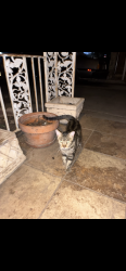 Lost Male Cat last seen St.Gregory the Great Catholic Church/school, San Antonio, TX 78213