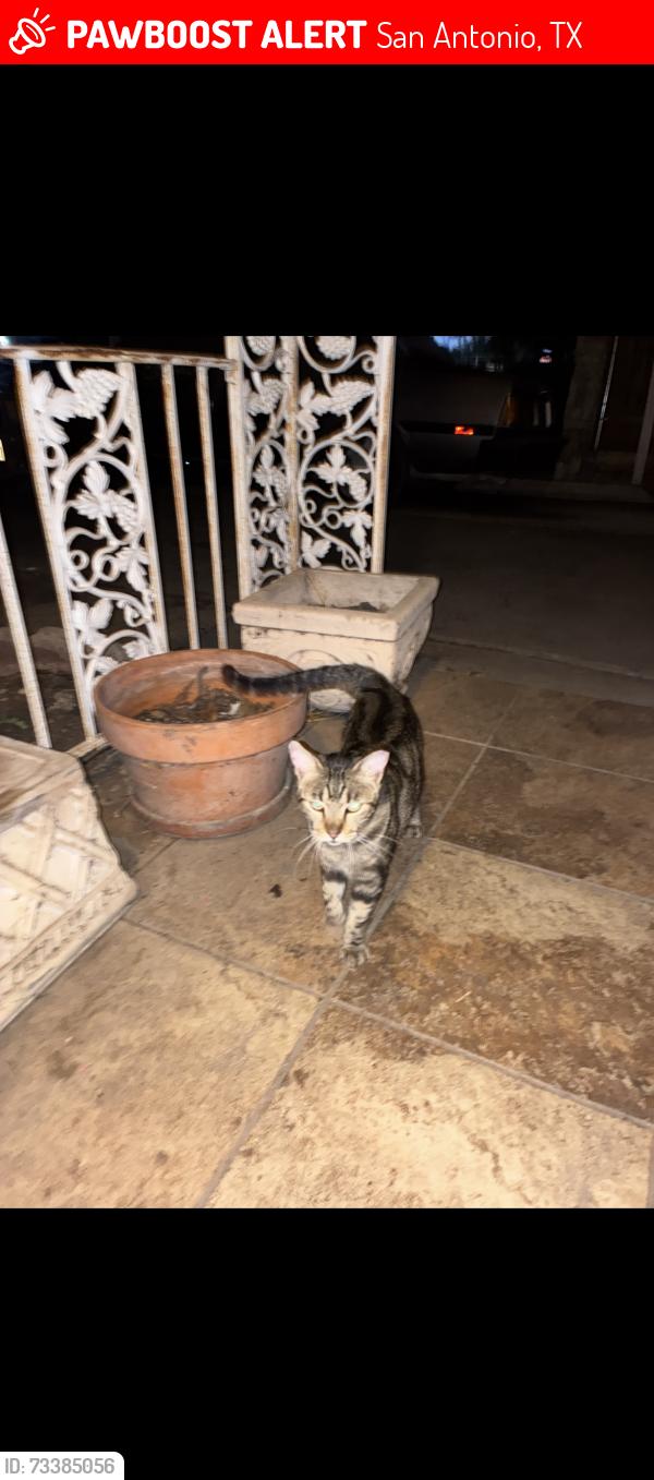 Lost Male Cat last seen St.Gregory the Great Catholic Church/school, San Antonio, TX 78213