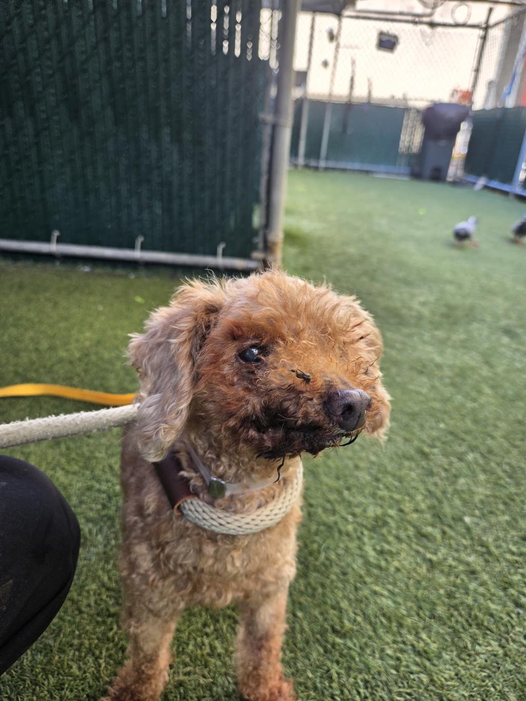 Shelter Stray Female Dog last seen Near Barkley Avenue, BRONX, NY, 10465, 326 E 110th St, New York, NY 10029, USA