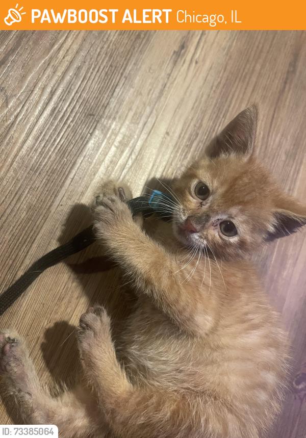 Found/Stray Male Cat last seen 53rd Union, Chicago, IL 60609