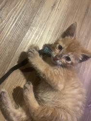 Found/Stray Male Cat last seen 53rd Union, Chicago, IL 60609