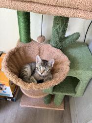 Lost Female Cat last seen Racquet club, Diamond Bar, CA 91765