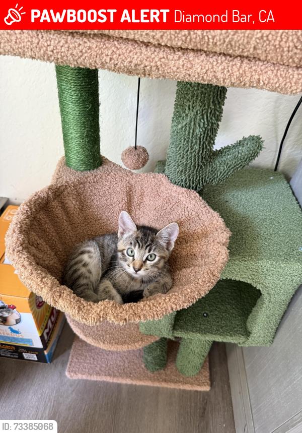 Lost Female Cat last seen Racquet club, Diamond Bar, CA 91765