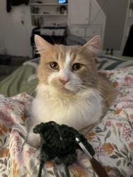 Lost Male Cat last seen Charlotte street/ Clonsilla ave and hosp drive, Peterborough, ON 
