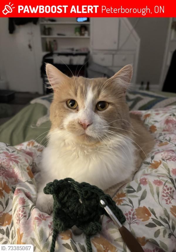 Lost Male Cat last seen Charlotte street/ Clonsilla ave and hosp drive, Peterborough, ON 