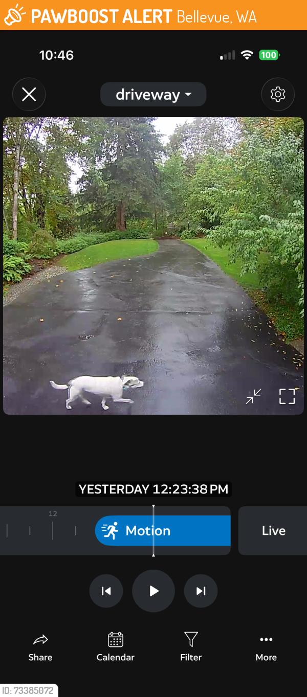 Found/Stray Unknown Dog last seen 130th Ave. SE. and SE. 26th Pl., Bellevue, WA 98005