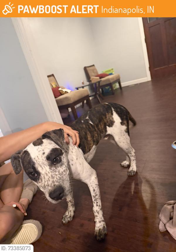 Found/Stray Male Dog last seen Cornelius & 38th, Indianapolis, IN 46208