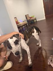 Found/Stray Male Dog last seen Cornelius & 38th, Indianapolis, IN 46208