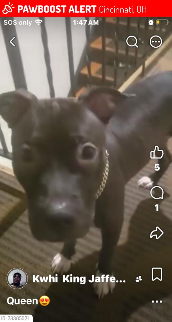 Lost Female Dog last seen Westwood Northern Blvd, Cincinnati, OH 45225