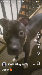Lost Female Dog last seen Westwood Northern Blvd, Cincinnati, OH 45225