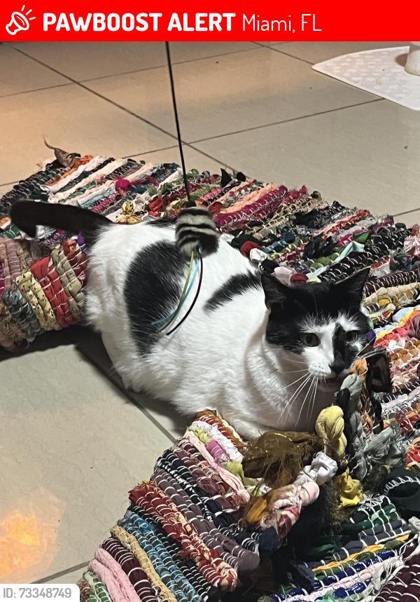 Lost Male Cat last seen Rickeys meats on 31st & 27th ave, Miami, FL 33142