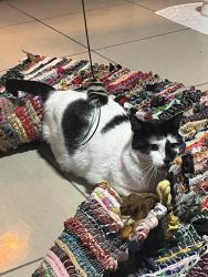 Lost Male Cat last seen Rickeys meats on 31st & 27th ave, Miami, FL 33142