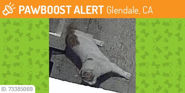 Found/Stray Unknown Cat last seen E Mountain St and Royal Blvd, believe going up the street of Royal Blvd, Glendale, CA 91207