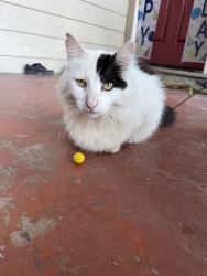 Reunited Male Cat last seen Strobridge ave, Castro Valley, CA 94546