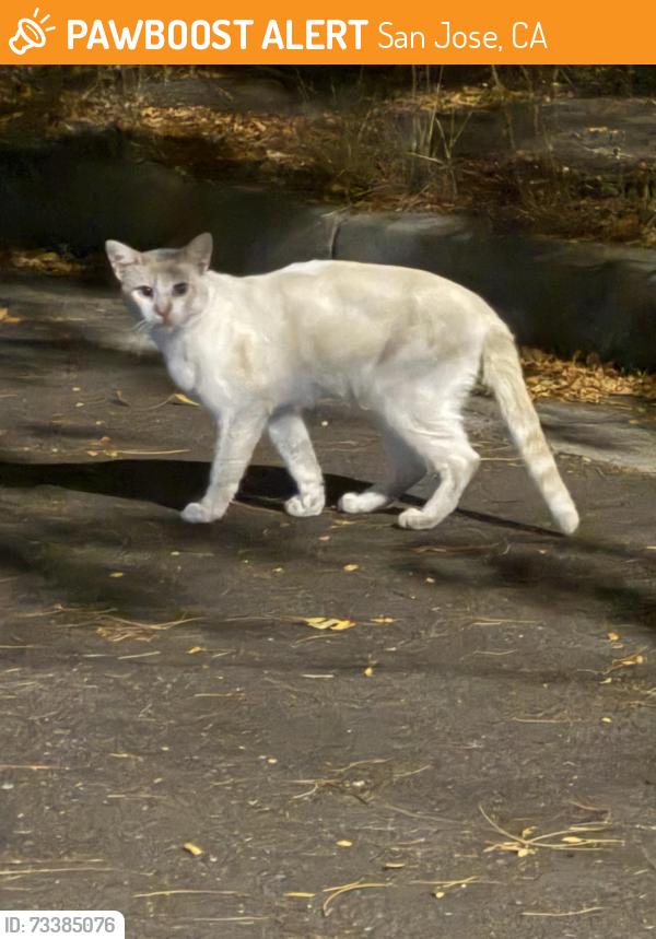 Found/Stray Unknown Cat last seen Palm Springs circle, San Jose, CA 95123