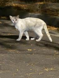Found/Stray Unknown Cat last seen Palm Springs circle, San Jose, CA 95123